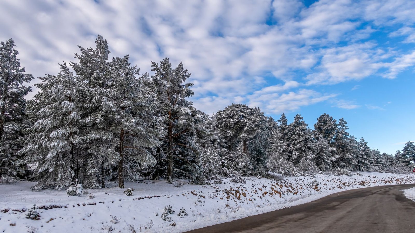 Carretera nevada entre un bosque de pinos en invierno en Aragón, camino de las estaciones de esquí del Pirineo