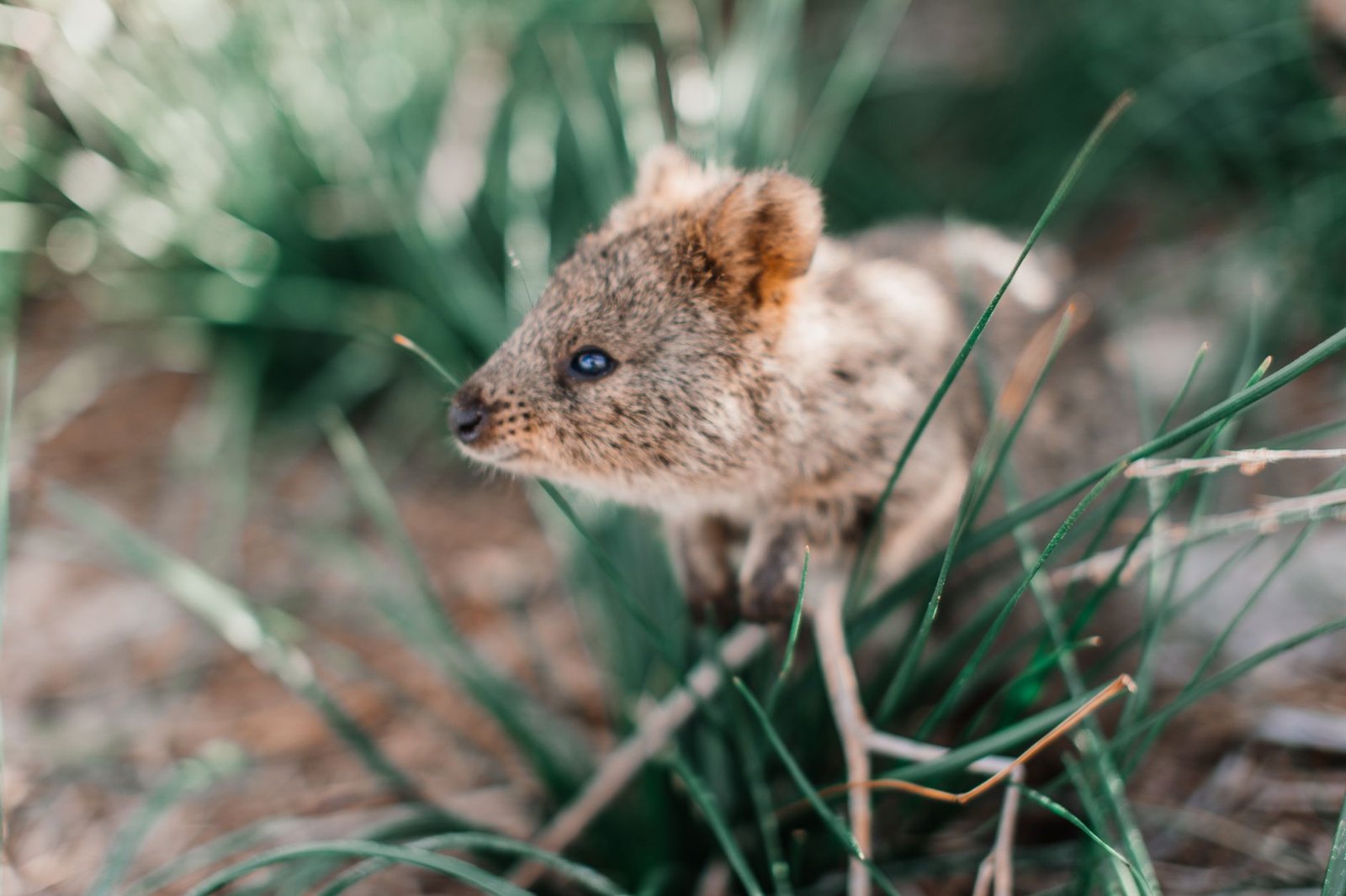 Quokka entre la vegetación de Rottnest Island, Australia Occidental